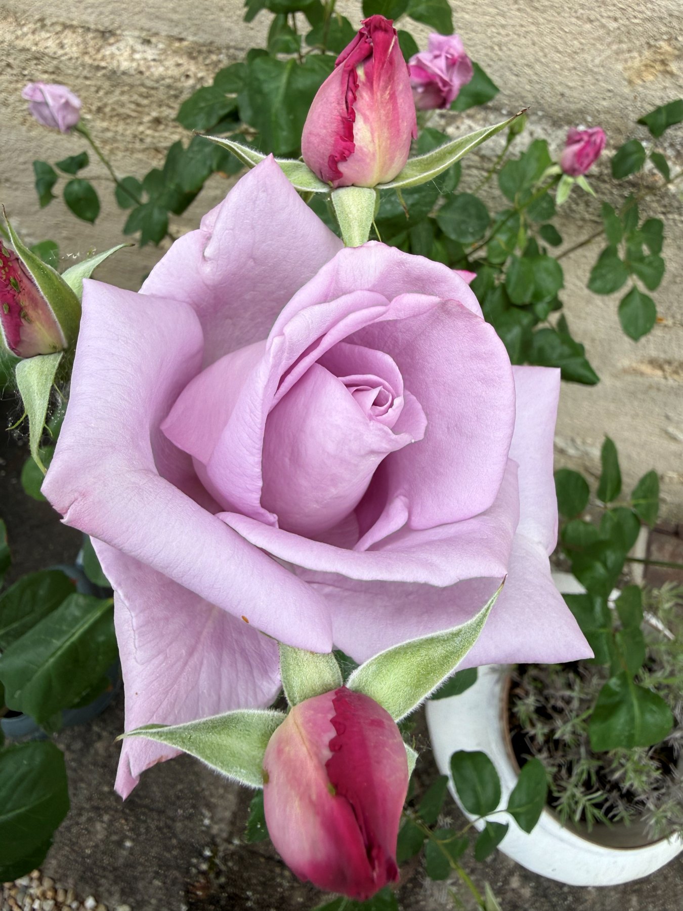 Pale lilac Blue Moon rose in bloom, with buds on the garden shrub