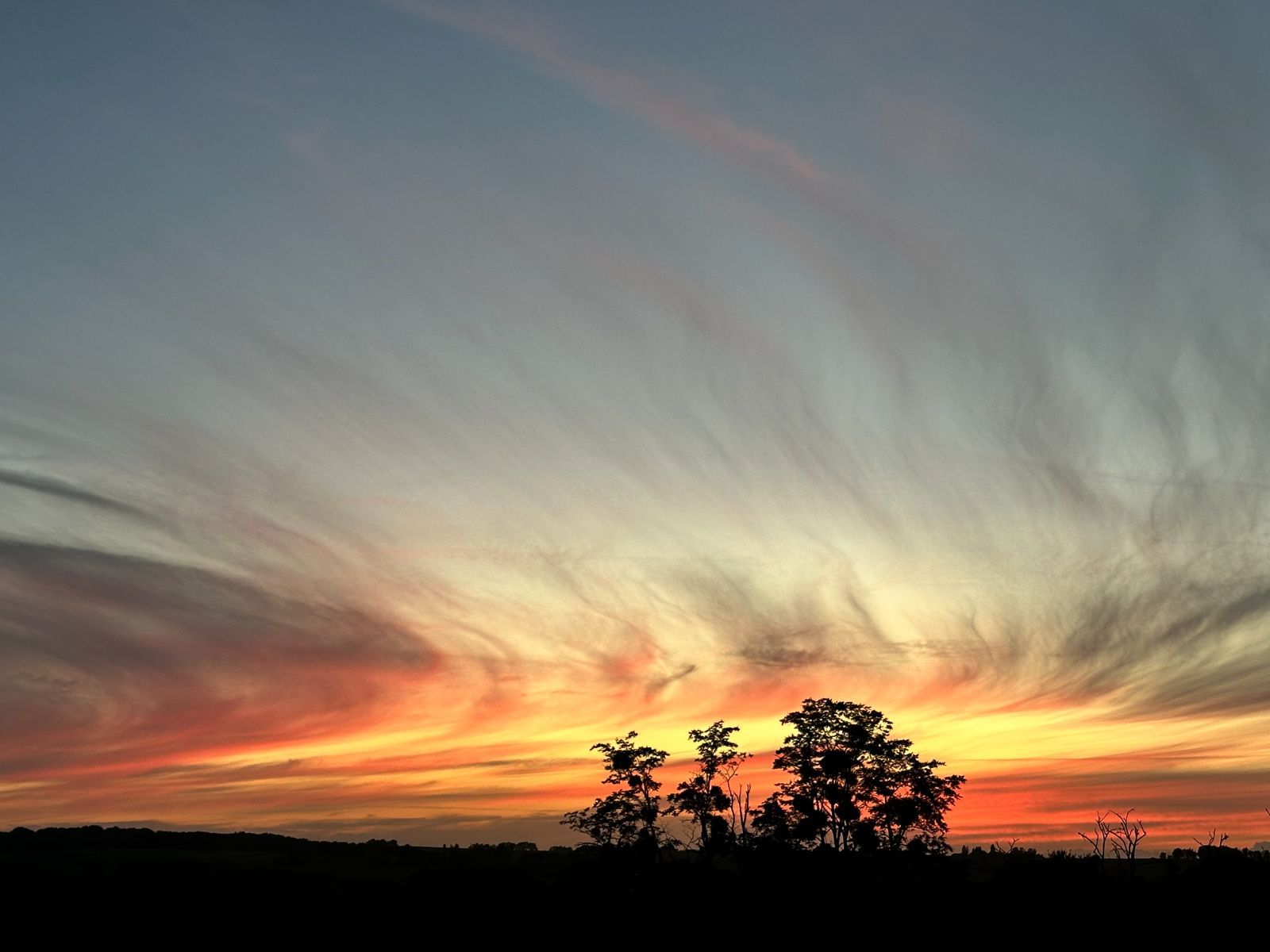 Orange and pink sunset above silhouetted trees and the horizon