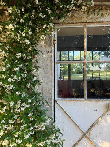 White jasmine flowers climbing around a glazed garden door
