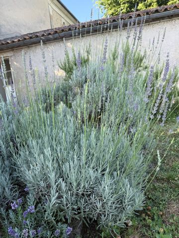 Mature lavender plants flowering beside an old stone wall