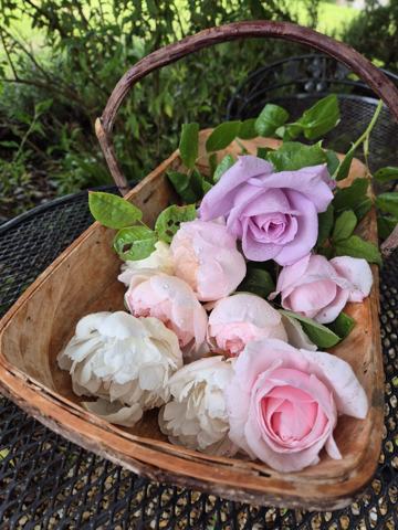 Pink, lilac and cream roses gathered in a wooden basket