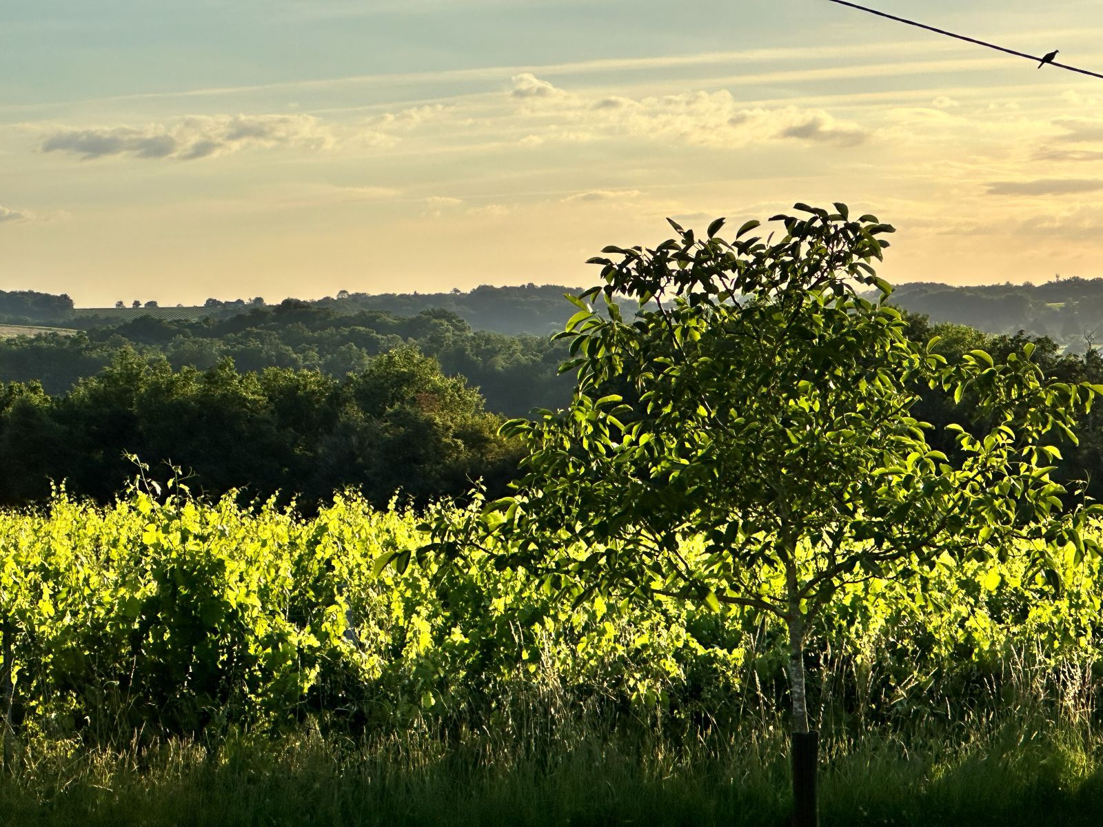 Sunlit vines and a garden tree with wooded countryside beyond
