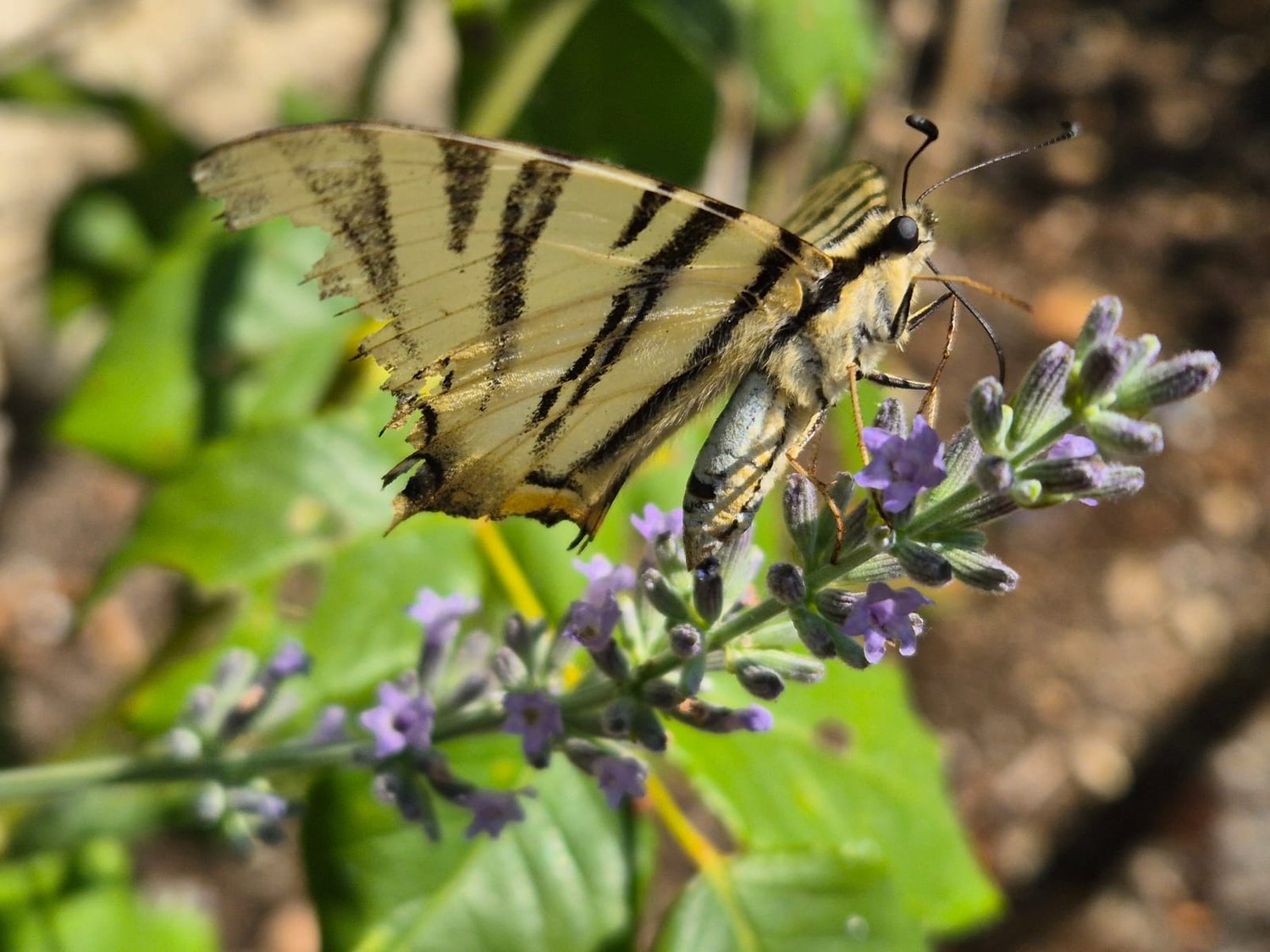 Striped yellow butterfly resting on lavender flowers