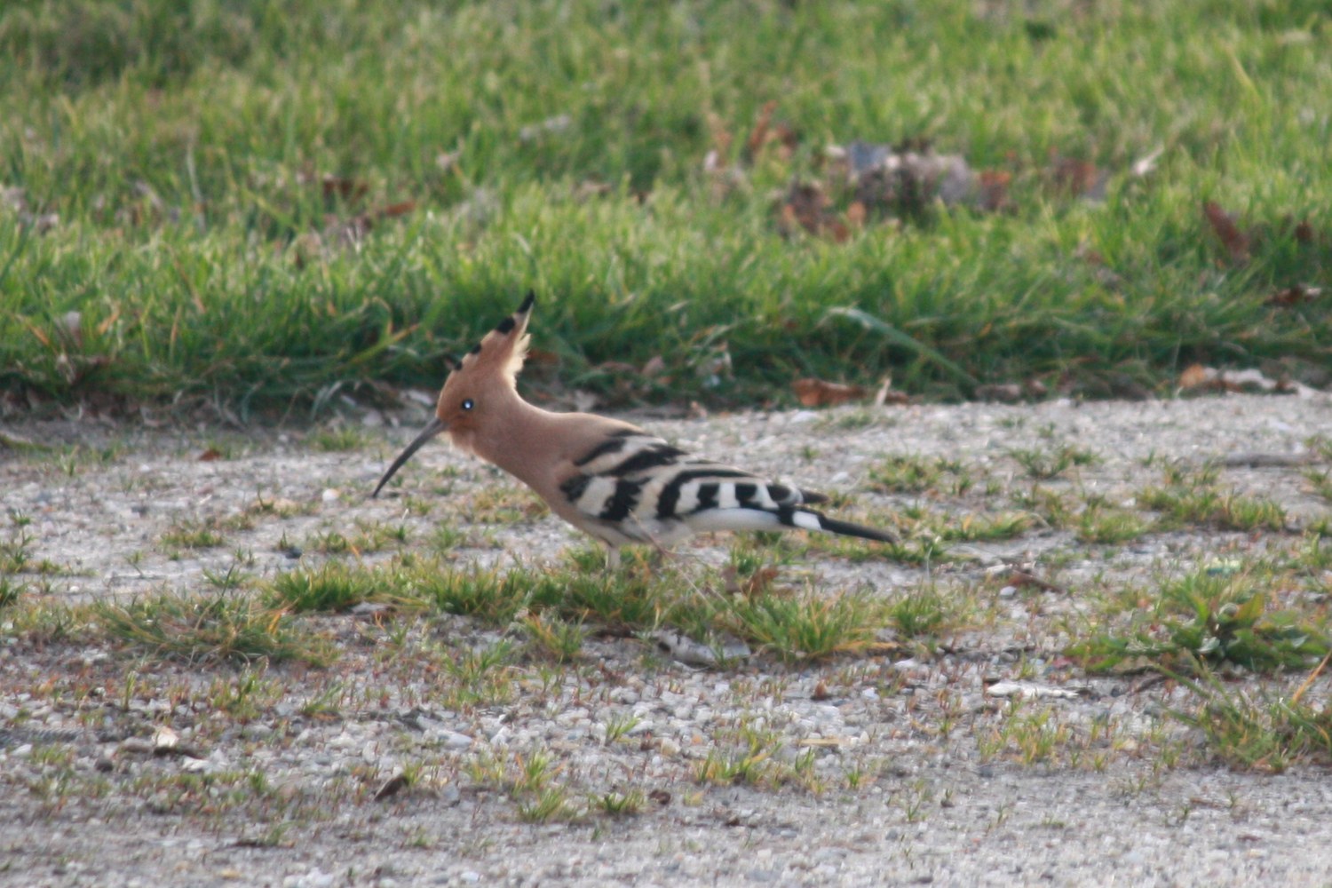 Hoopoe with a raised crest and striped wings beside the lawn