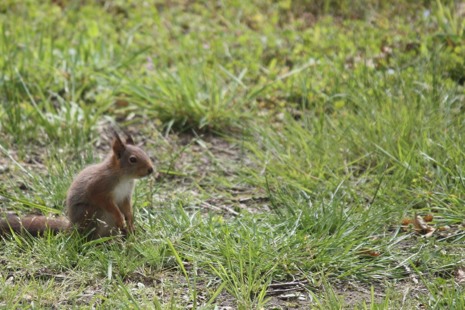 Squirrel sitting upright in the grass with its tail behind it